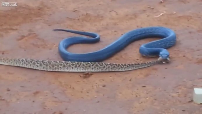 Змеи черная мамба