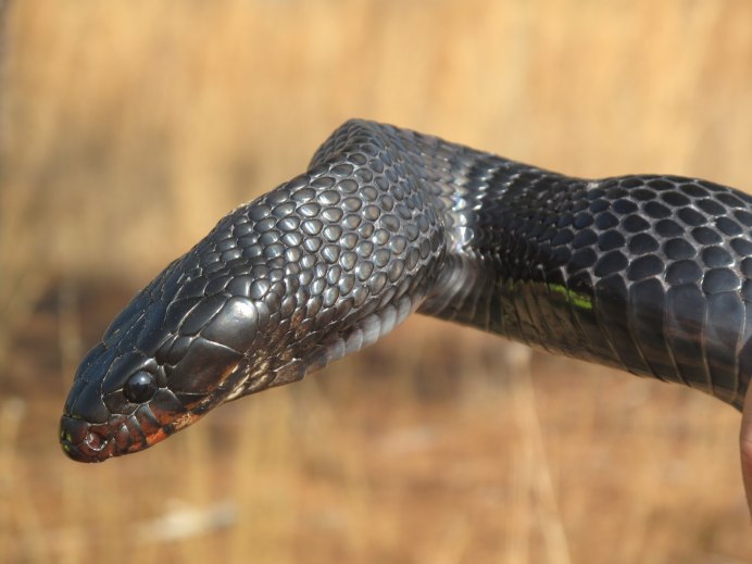 Водяные змеи индиго