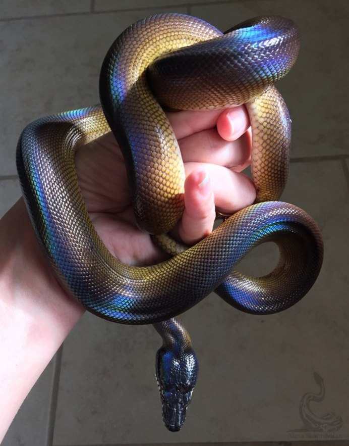 Черный Аспид змея