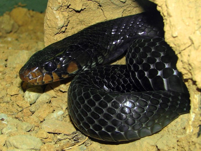 Амурский полоз альбинос