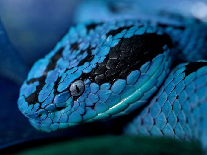 Голубая куфия змея