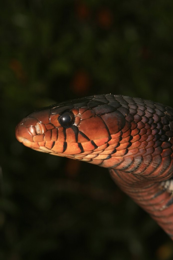 Змеи индиго