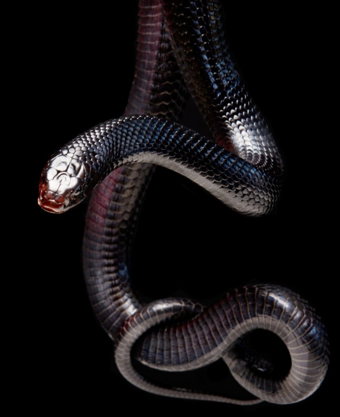 Бронзовоспинная змея Копштейна