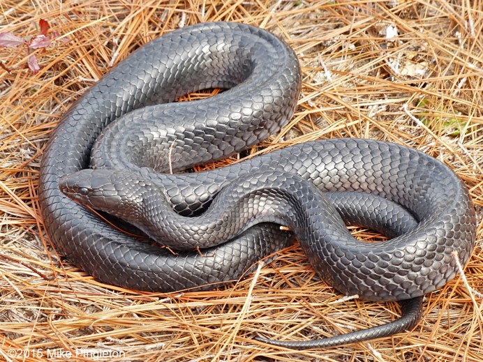 Дримархон Купери