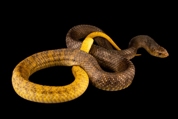 Drymarchon corais couperi