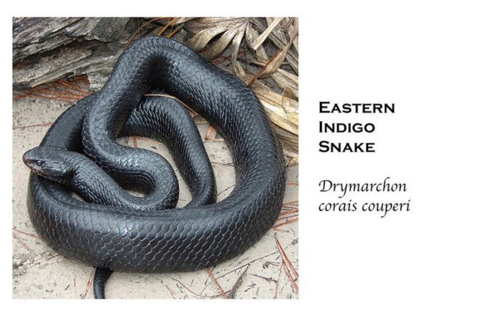 Змея индиго