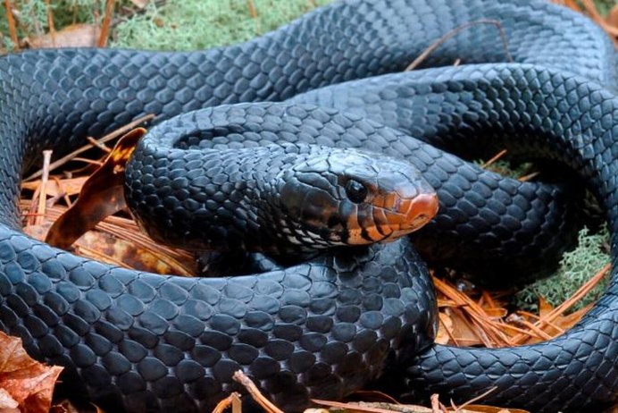 Восточная ИНДИГОВАЯ змея