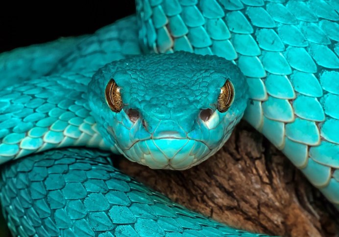 Синяя куфия змея