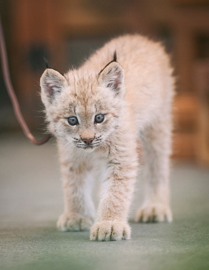 Northern Lynx