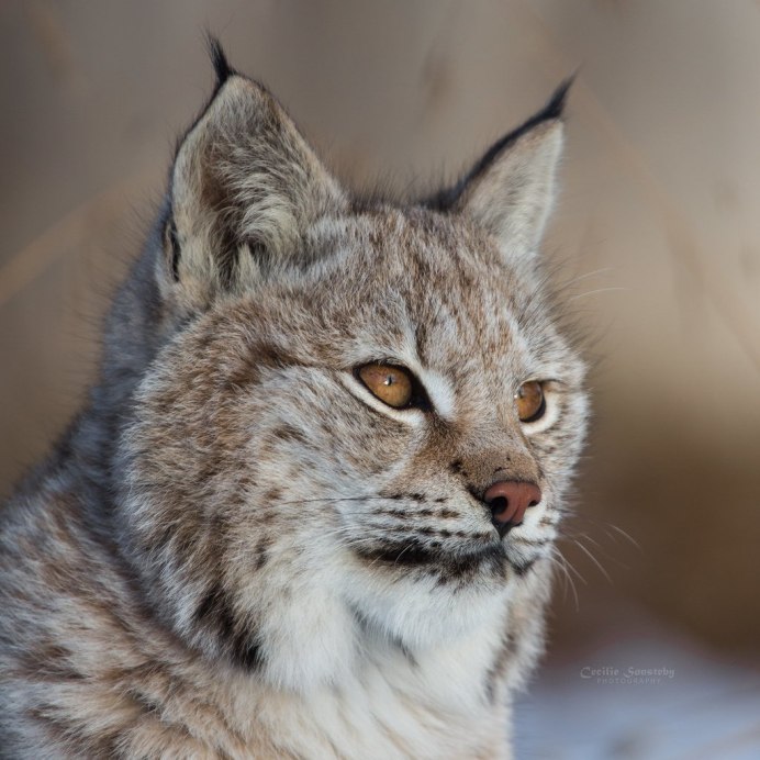 Lynx Cub