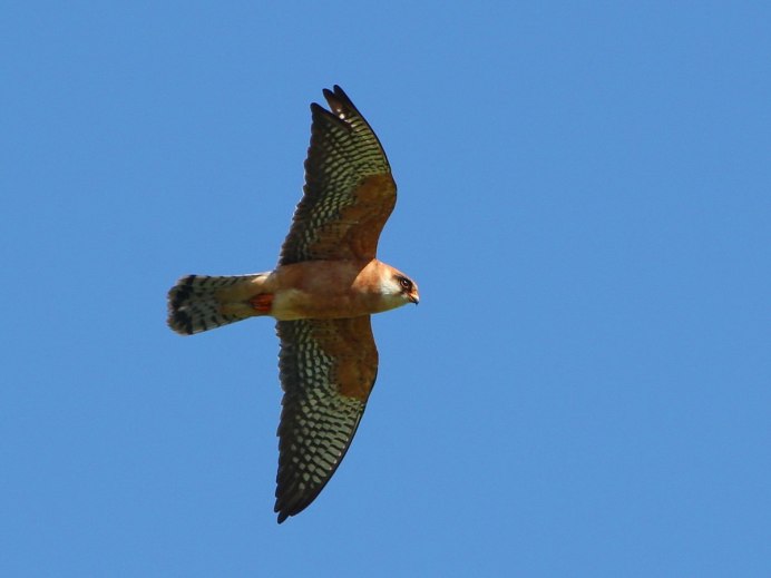 Кобчик в степи