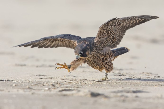 Кобчик хищная птица