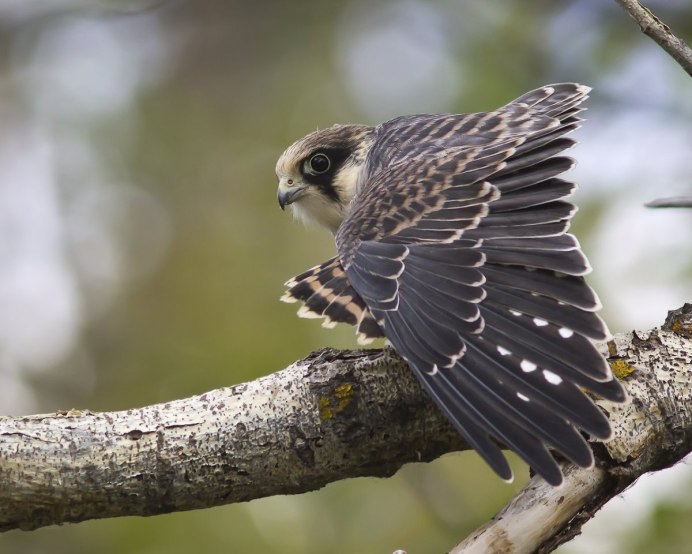 Амурский Кобчик
