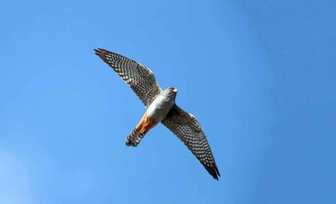 Кобчик ястреб в полете