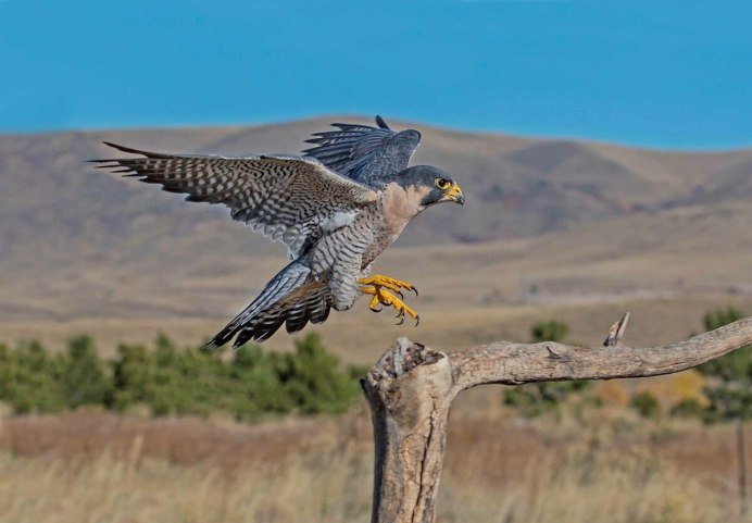 Чеглок самка