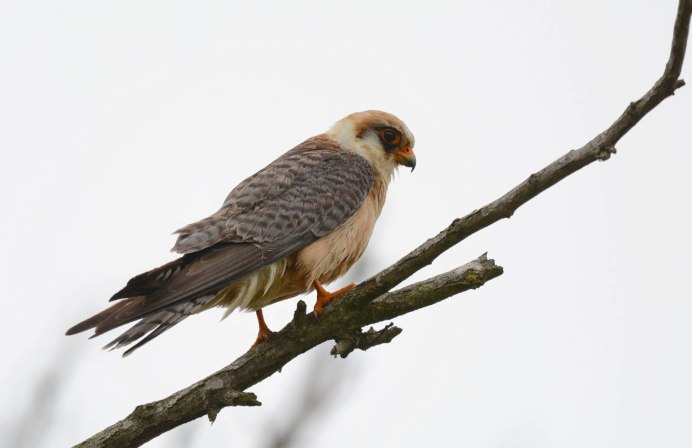 Falcon Red back photo
