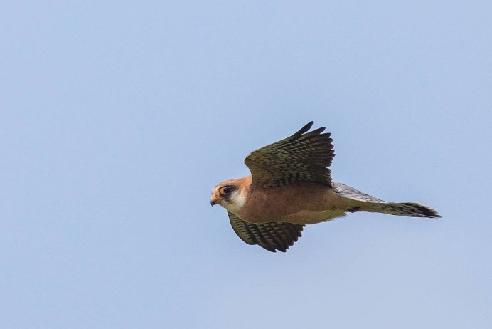 Сокол Подмосковье фото чеглок