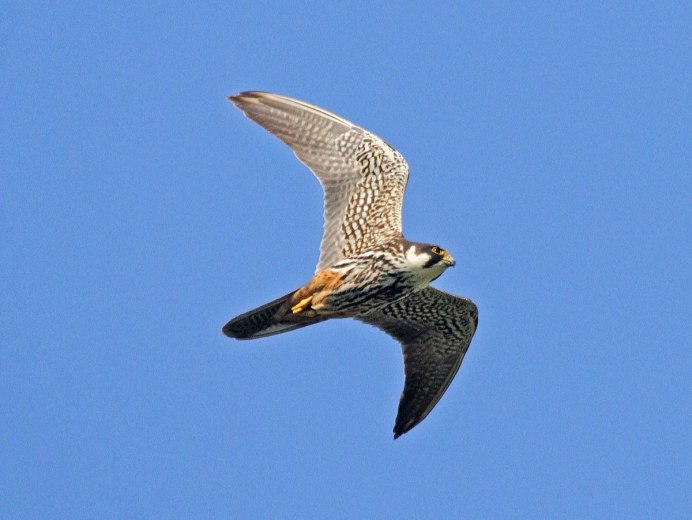 Пустельга Кобчик чеглок