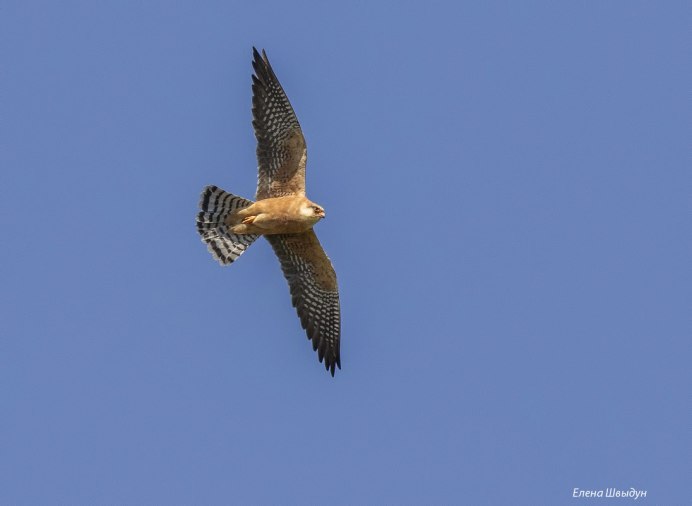Европейский Кобчик
