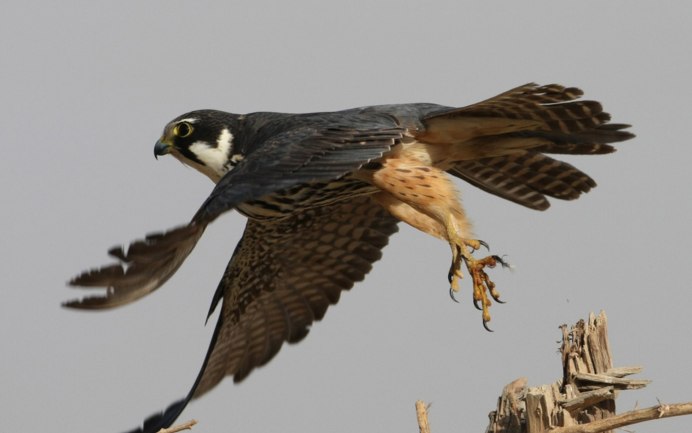 Птица года 2021 Кобчик рисунок