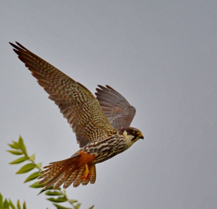 Ястреб чеглок