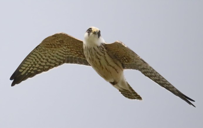 Чеглок и пустельга