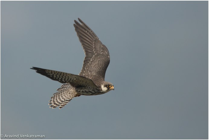 Ястреб Кобчик