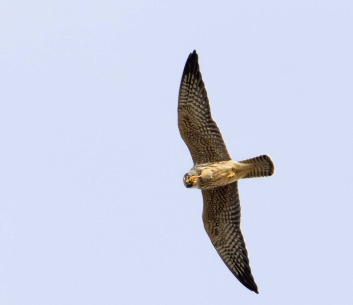 Сокол пустельга самка