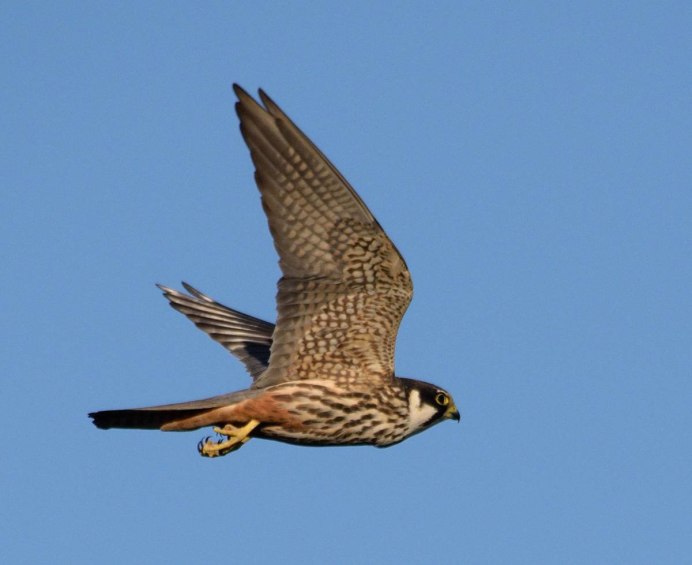 Чеглок Сокол птица