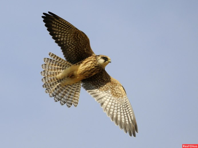 Орел Кобчик