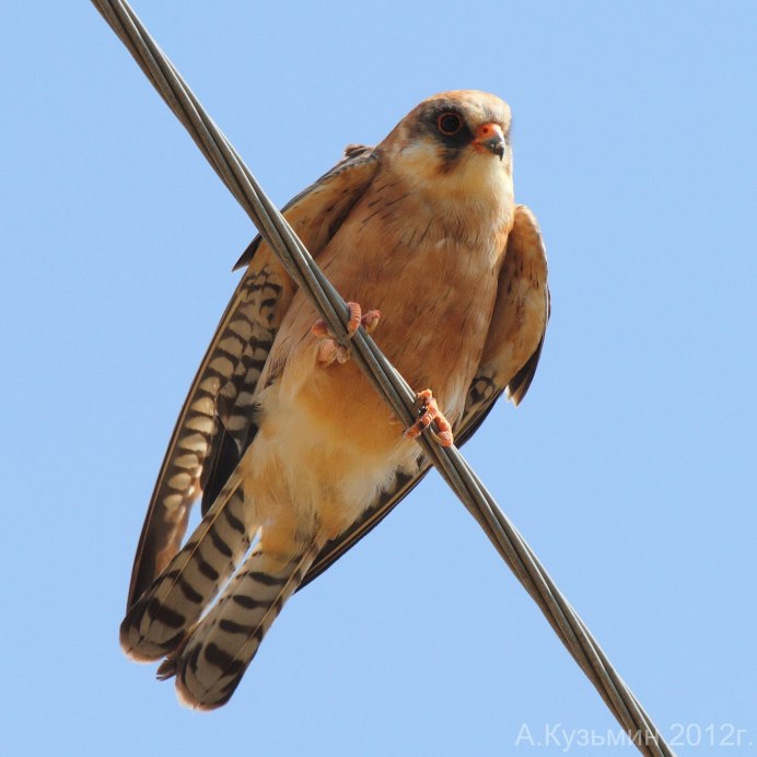 Кобчик обыкновенный