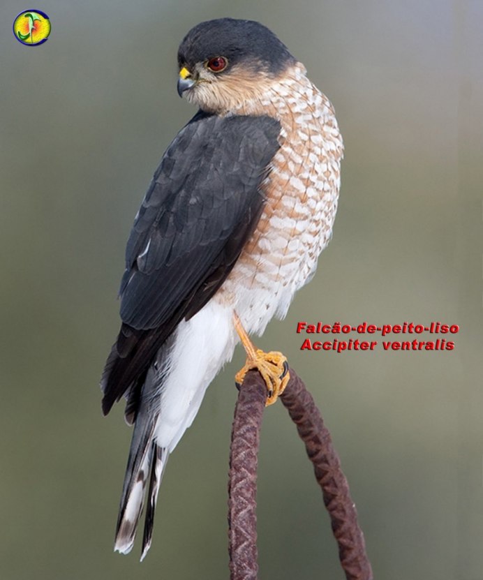 Кобчик (Falco vespertinus)