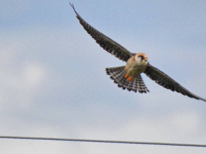 Степной Кобчик