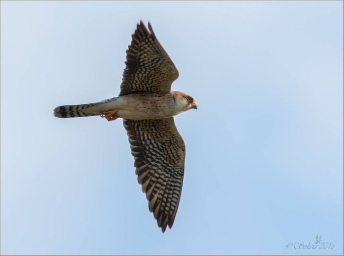 Ястреб чеглок