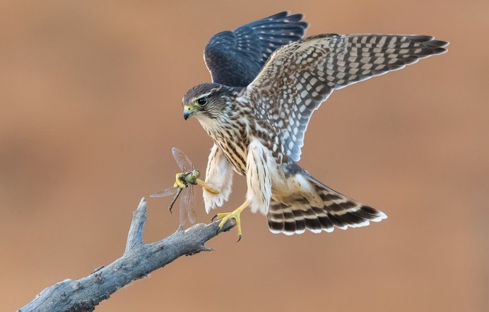 Кобчик птица самец
