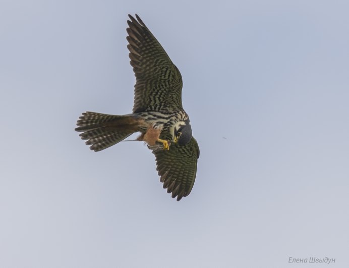 Ястреб чеглок