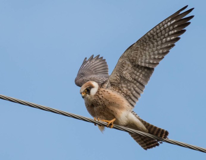 Кобчик (Falco vespertinus)