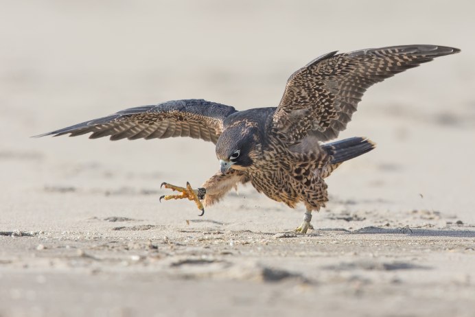 Кобчик в цвете в полете