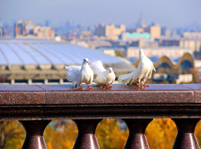 Воробьи, голуби, вороны