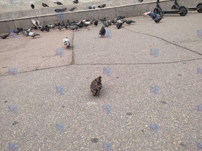 Стая голубей в городе
