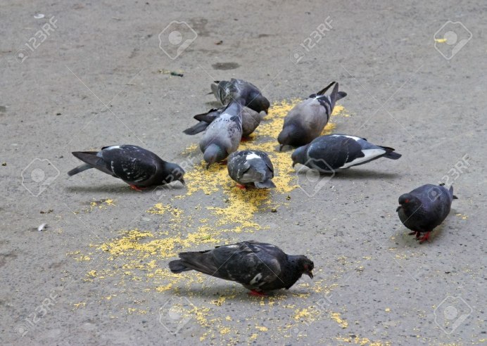 Ворона голубь Воробей