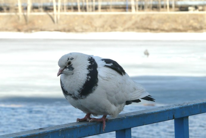 Птицы на дачном участке