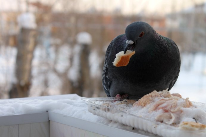 Голуби кормятся