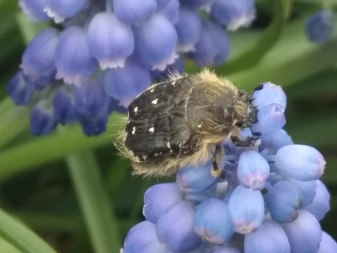Tropinota hirta