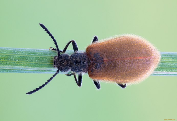 Epicometis hirta