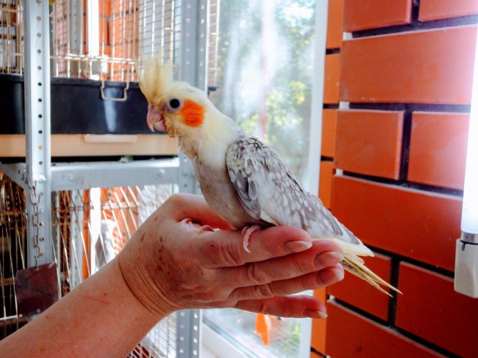 Корелла безщекая