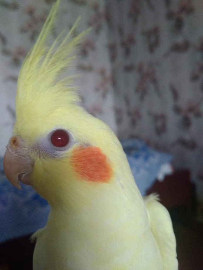 Попугай корелла самка