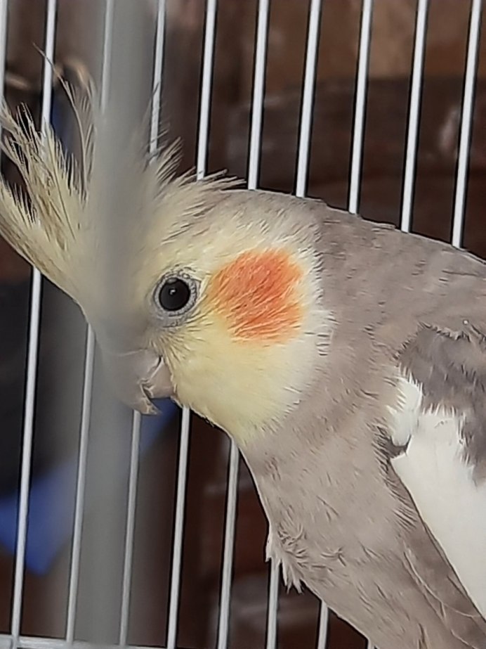 Cockatiel ITDCP