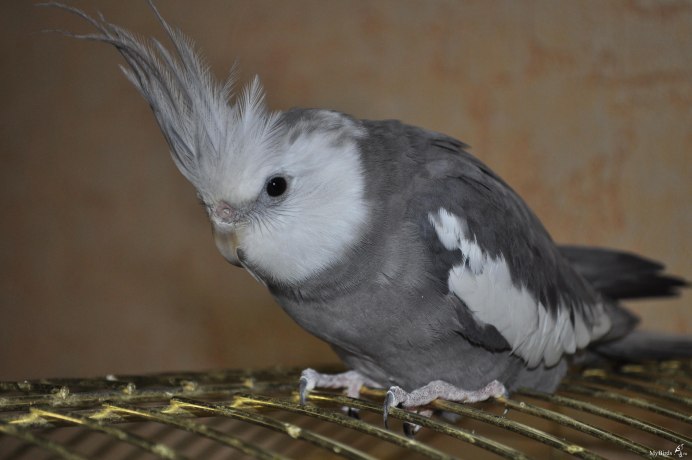 Белоголовая корелла