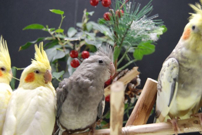 Белолицый пестрый серебряный корелла